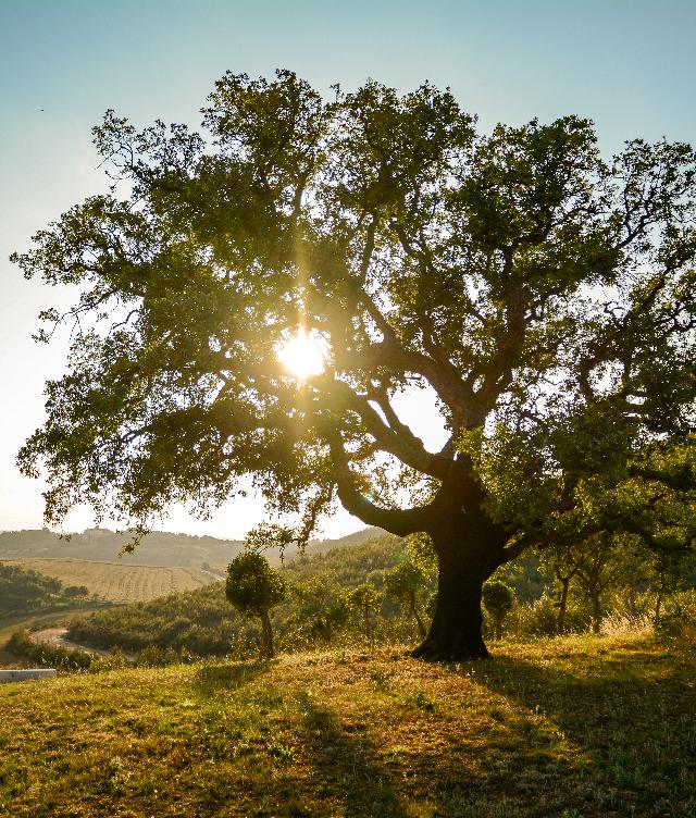 LT1 . Salvaguardar e promover a biodiversidade e os serviços dos ecossistemas 